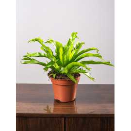 Asplenium 'Crissie'