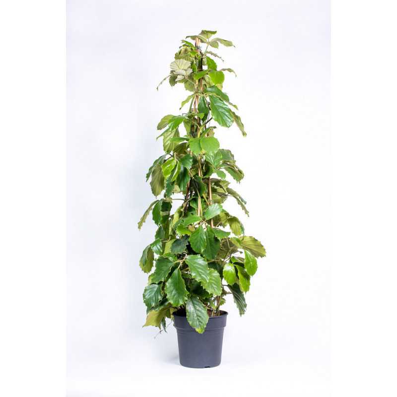 Tetrastigma - Pnącze kasztanowe