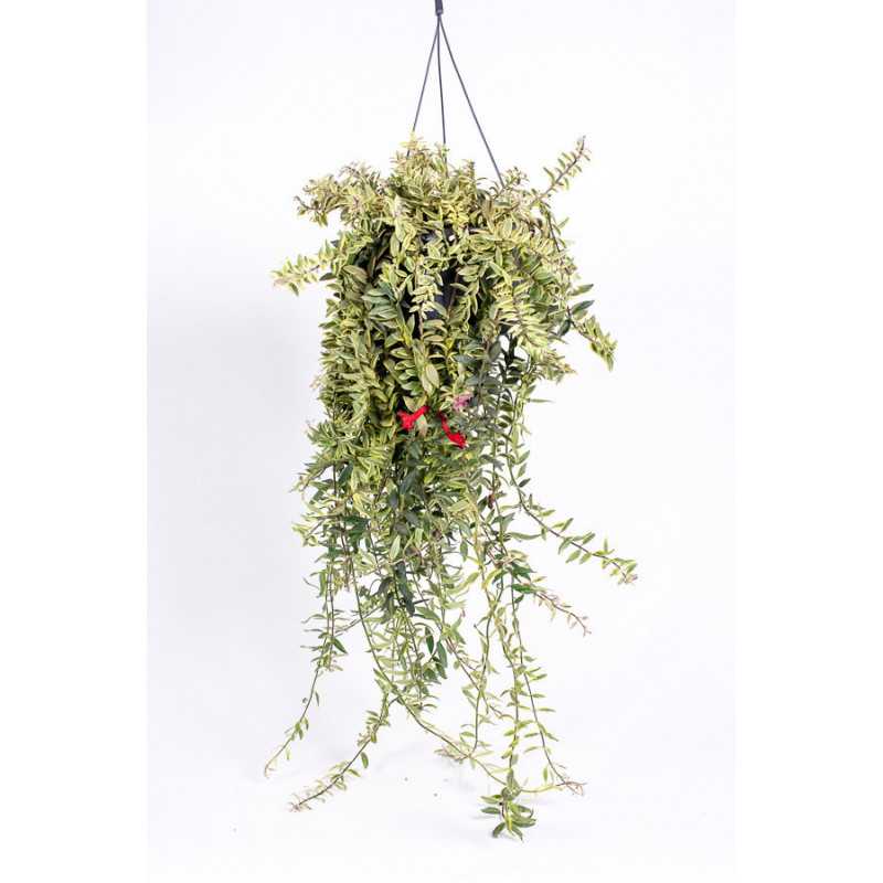 Eszynantus 'Bolero Bicolore'