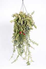 Eszynantus 'Bolero Bicolore'