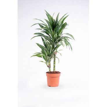 Dracena 'Ulises'