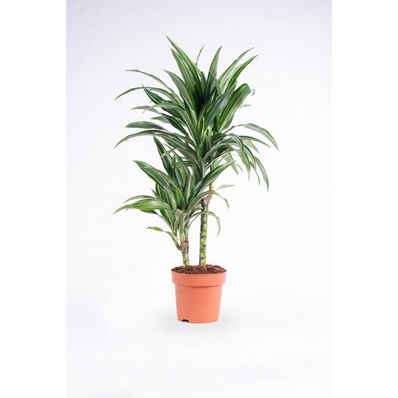 Dracena 'Ulises'
