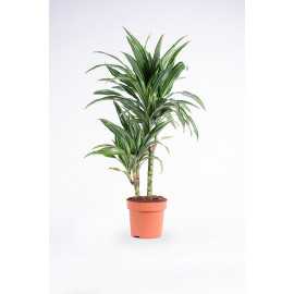 Dracena 'Ulises'