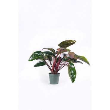 Filodendron 'Red Beauty'