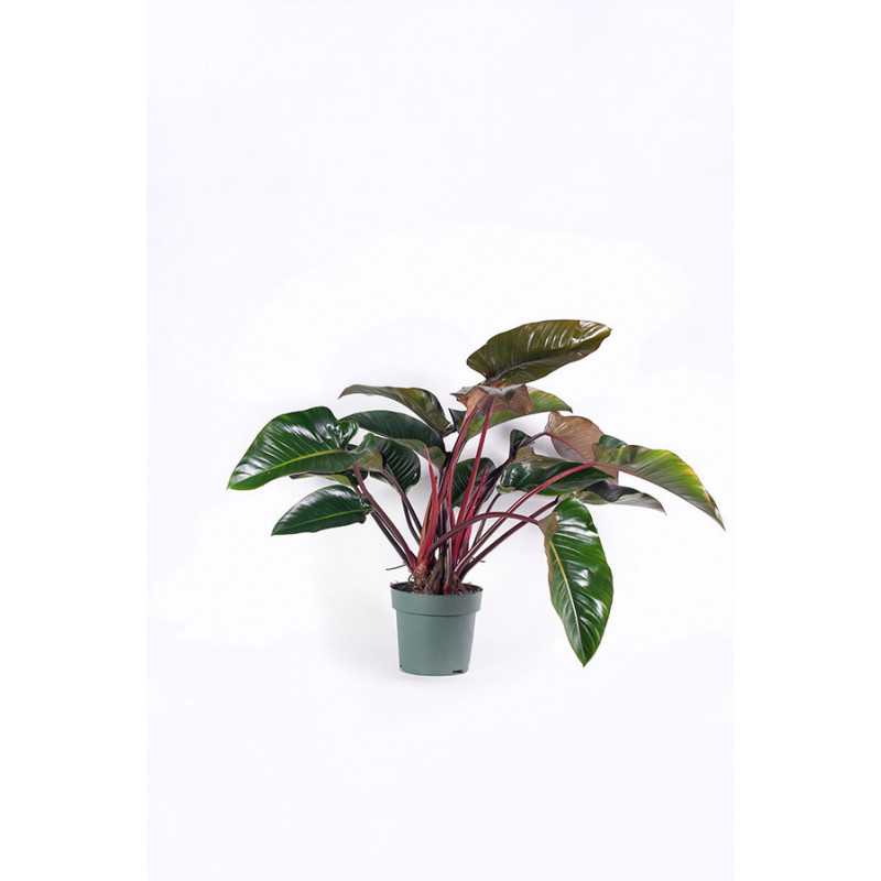 Filodendron 'Red Beauty'