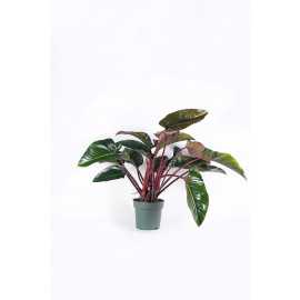 Filodendron 'Red Beauty'