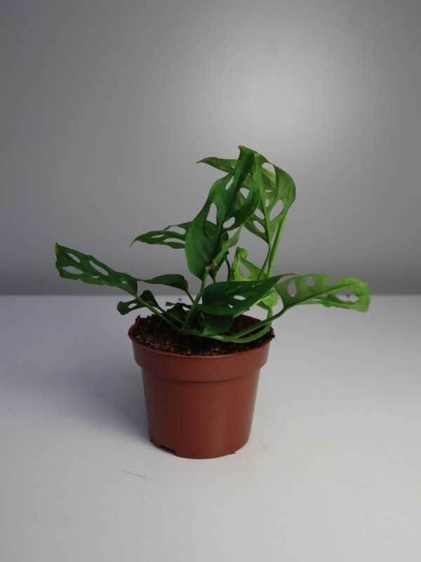 Monstera 'Narrow'