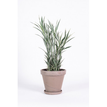 Dracena 'Celles'