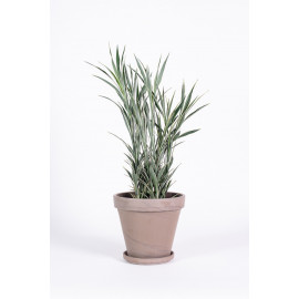 Dracena 'Celles'