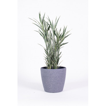 Dracena 'Celles'