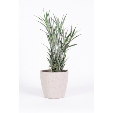 Dracena 'Celles'