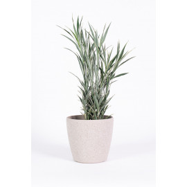 Dracena 'Celles'