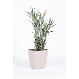 Dracena 'Celles'