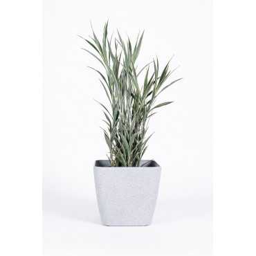 Dracena 'Celles'