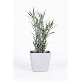 Dracena 'Celles'