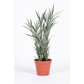 Dracena 'Celles'