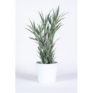 Dracena 'Celles'