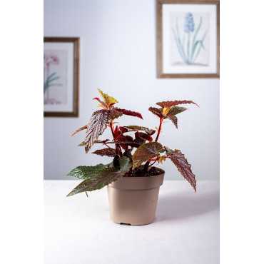 Begonia 'Polka Dot Pink'