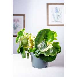 Begonia omszona
