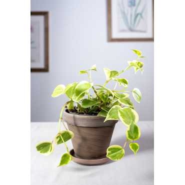 Peperomia pnąca| Variegata