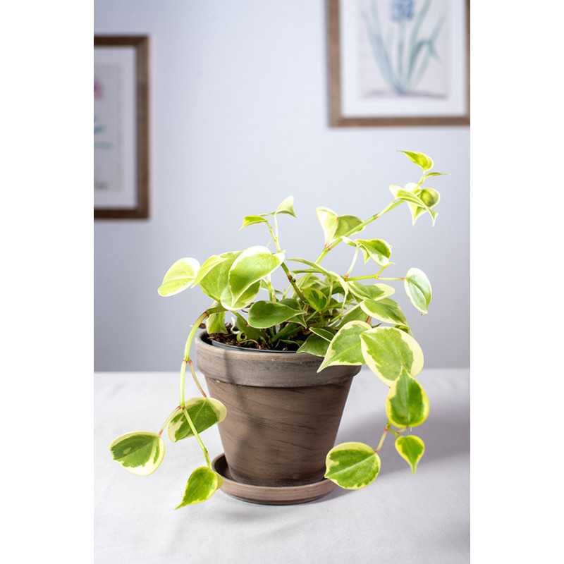 Peperomia pnąca| Variegata