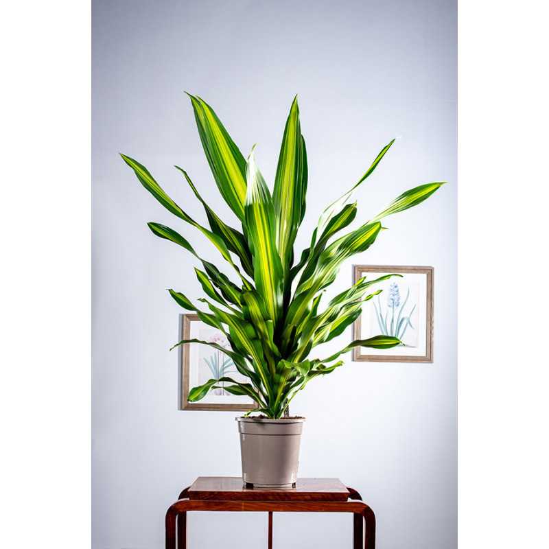 Dracena 'Burley' XL Dracena 'Burley' XL
