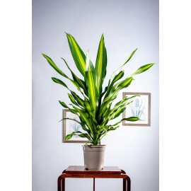 Dracena 'Burley' XL