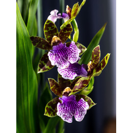 Storczyk Zygopetalum