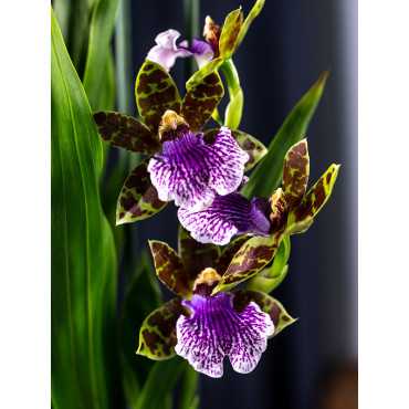 Storczyk Zygopetalum
