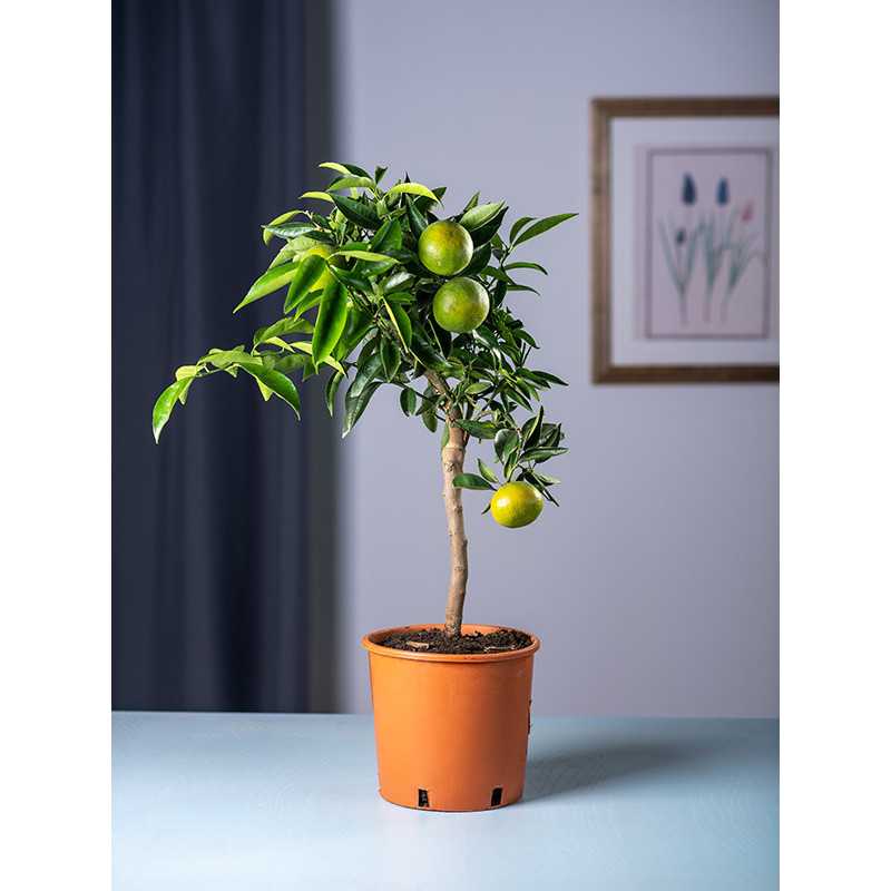 Mandarynka Satsuma
