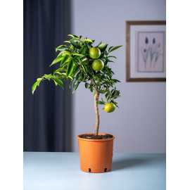 Mandarynka Satsuma