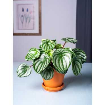 Peperomia 'Watermelon'