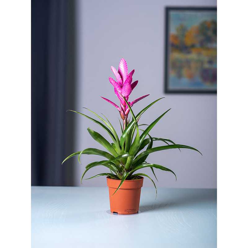 Tillandsia 'Antonio' Tillandsia 'Antonio'