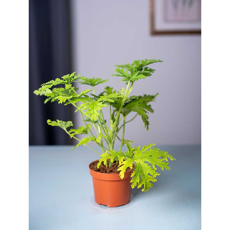 Geranium