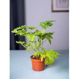 Geranium