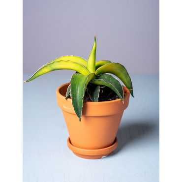 Sansewieria 'Star Canary'