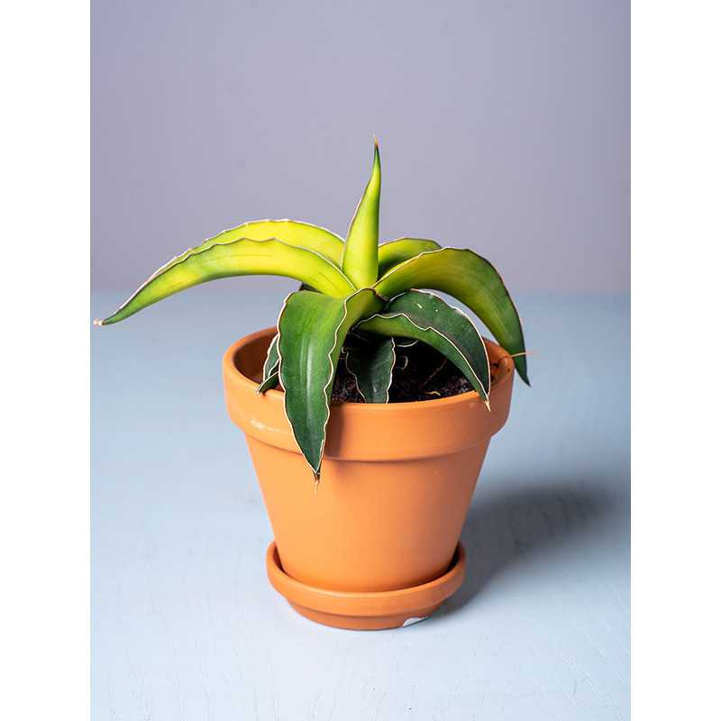 Sansewieria 'Star Canary'