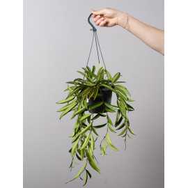 Hoja wayetti