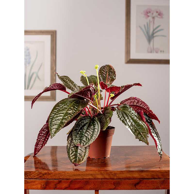 Monolena 'Midnight Glory'