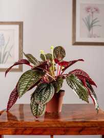 Monolena 'Midnight Glory'