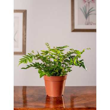 Ciemnotka sierpowata