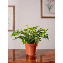 Ciemnotka sierpowata