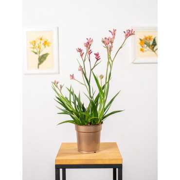 Anigozantos 'Beauty Red'