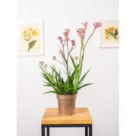 Anigozantos 'Beauty Red'