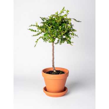 Pieprzowiec Chiński