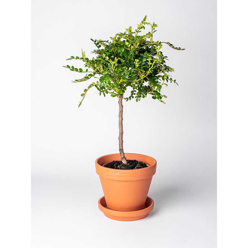 Pieprzowiec Chiński