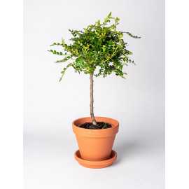 Pieprzowiec Chiński