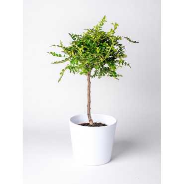 Pieprzowiec Chiński