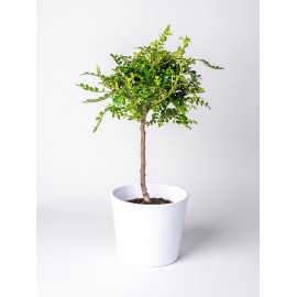 Pieprzowiec Chiński