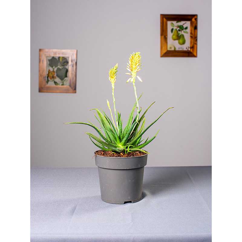 Aloes 'Safari Sunrise'